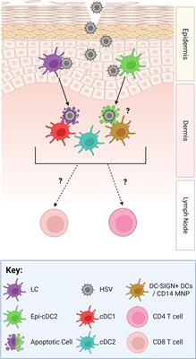 Frontiers | Cytokines And Chemokines: The Vital Role They Play In ...